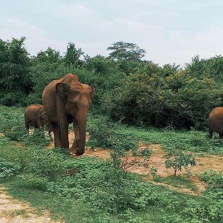 Elite Safari Resort Udawalawe Esterno foto