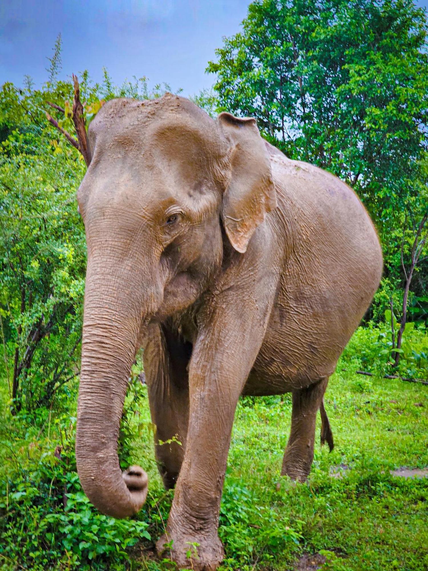 Elite Safari Resort Udawalawe Esterno foto