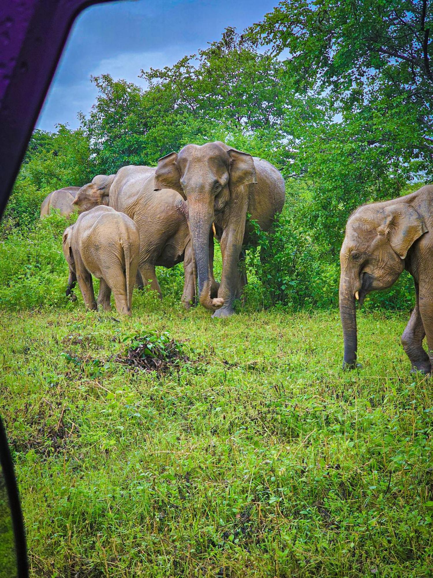 Elite Safari Resort Udawalawe Esterno foto